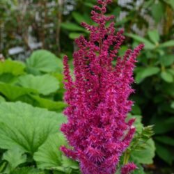 Astilbe Thrunder and Lightening