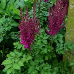 Astilbe Thrunder and Lightening