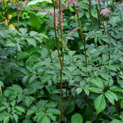 Astilbe Walter Bitner