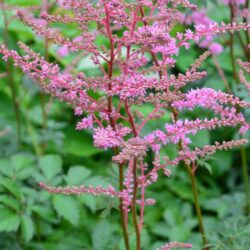 Astilbe Walter Bitner