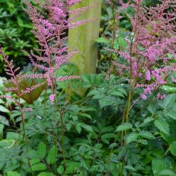 Astilbe Walter Bitner