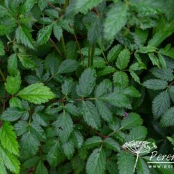 Astilbe Walter Bitner