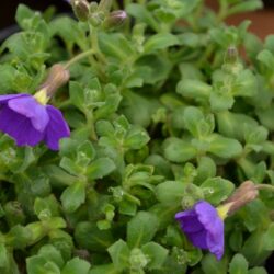 Aubrieta Audrey Blue