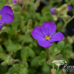 Aubrieta Audrey Blue