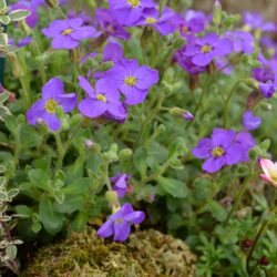 Aubrieta Audrey Blue