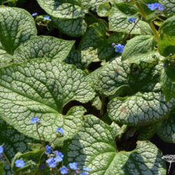 Brunnera macrophylla Sea Heart