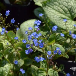 Brunnera macrophylla Sea Heart