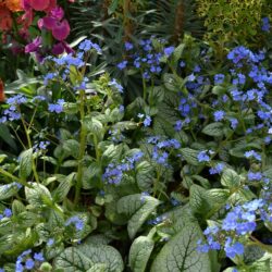 Brunnera macrophylla Sea Heart