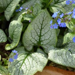 Brunnera macrophylla Sea Heart