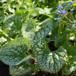 Brunnera macrophylla Sea Heart