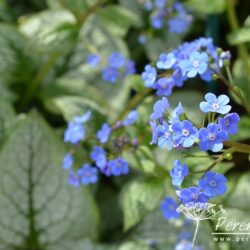 Brunnera macrophylla Sea Heart