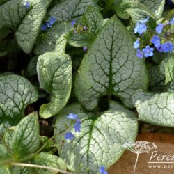 Brunnera macrophylla Sea Heart