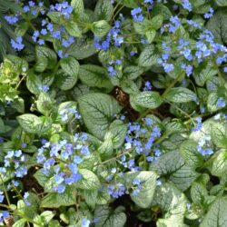 Brunnera macrophylla Sea Heart