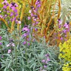 Erysimum Bowles Mauve