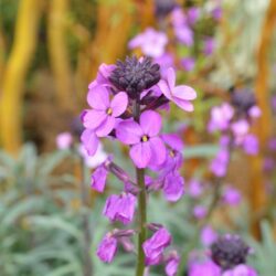 Erysimum Bowles Mauve