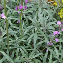 Erysimum Bowles Mauve