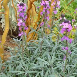 Erysimum Bowles Mauve