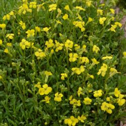 Erysimum Golden Jubilee