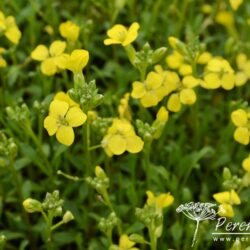 Erysimum Golden Jubilee