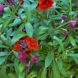 Erysimum Spice Island