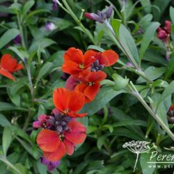 Erysimum Spice Island