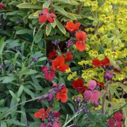 Erysimum Spice Island