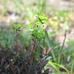 Euphorbia amygdaloides Purpurea