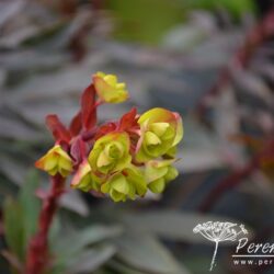 Euphorbia amygdaloides Purpurea