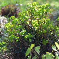 Euphorbia amygdaloides Purpurea