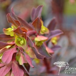 Euphorbia amygdaloides Purpurea