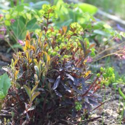 Euphorbia amygdaloides Purpurea