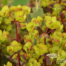 Euphorbia amygdaloides Rubra