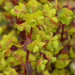 Euphorbia amygdaloides Rubra