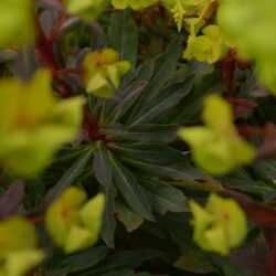 Euphorbia amygdaloides Rubra