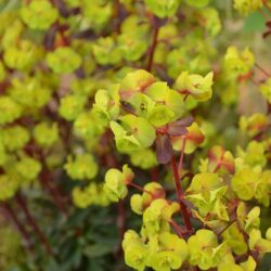 Euphorbia amygdaloides Rubra