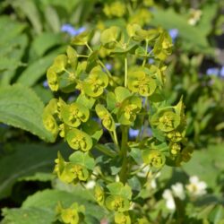 Euphorbia amygdaloides var. robbiae