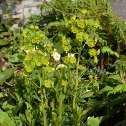 Euphorbia amygdaloides var. robbiae