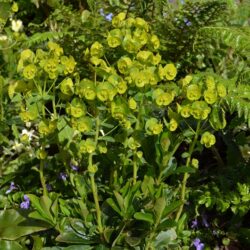 Euphorbia amygdaloides var. robbiae