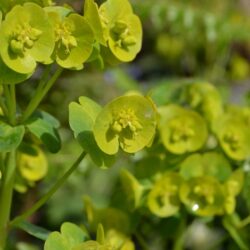 Euphorbia amygdaloides var. robbiae