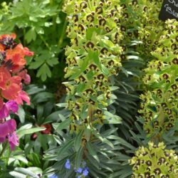 Euphorbia characias Black Pearl