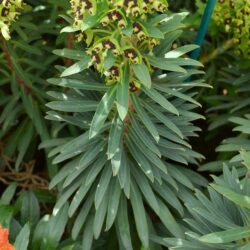 Euphorbia characias Black Pearl