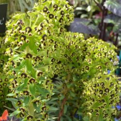 Euphorbia characias Black Pearl