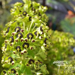 Euphorbia characias Black Pearl