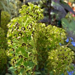 Euphorbia characias Black Pearl