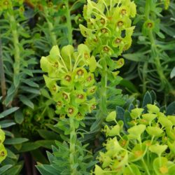 Euphorbia characias Humpty Dumpty