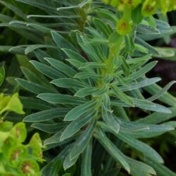 Euphorbia characias Humpty Dumpty