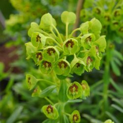 Euphorbia characias Humpty Dumpty