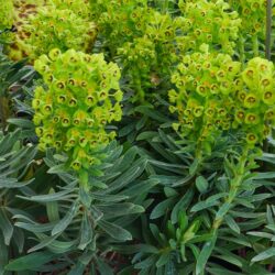 Euphorbia characias Humpty Dumpty