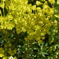 Euphorbia characias subsp wulfenii