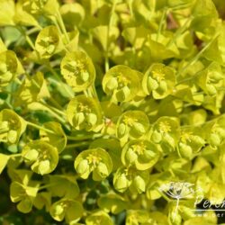 Euphorbia characias subsp wulfenii